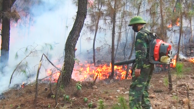 Video: Cả ngàn người chữa cháy rừng trong nắng 40 độ C