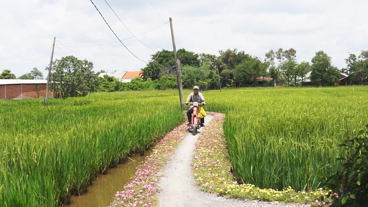 Góc nhìn trưa nay | Ngất ngây với vẻ đẹp của cung đường hoa mười giờ ở TP.HCM
