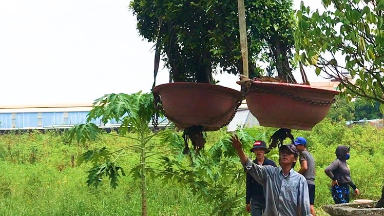 Video: Dân tố chủ tịch xã mượn cây cảnh hàng trăm triệu đồng không trả, huyện vào cuộc xác minh