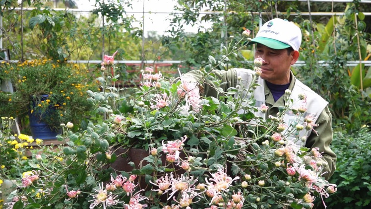 Góc nhìn trưa nay | Mãn nhãn với 40 giống cúc cổ quý hiếm tại Hà Nội