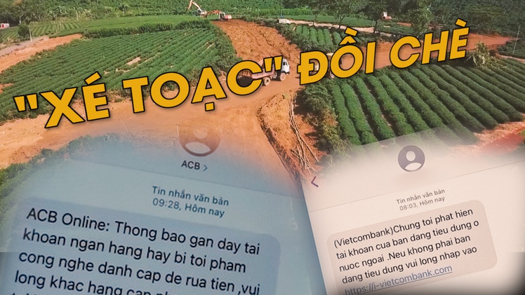 Chuyển động thị trường | “Xé toạc” vùng chè Bảo Lộc làm dự án BĐS chui; Giả tin nhắn thương hiệu để lừa đảo