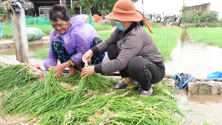 Video: Nước ngập trắng ruộng, hành tím Ninh Thuận nhổ lên bán đổ bán tháo