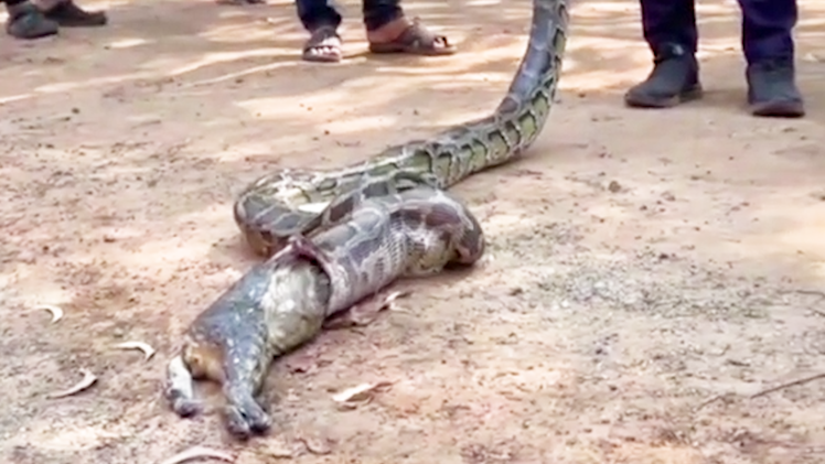 Video: Trăn dài gần 2,5m bò vào sân nhà nuốt chửng con mèo