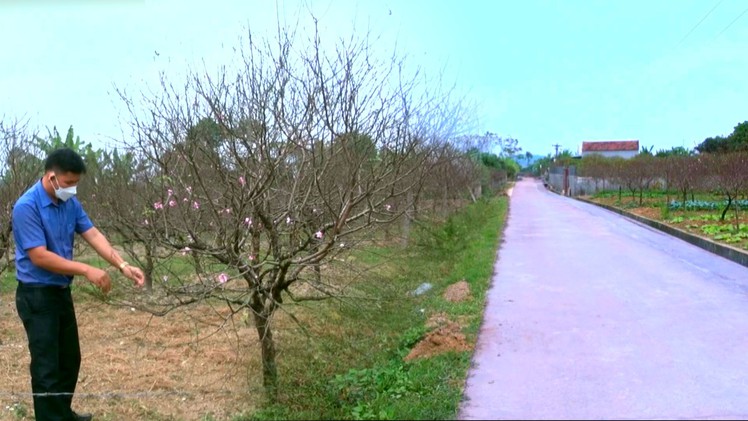 Góc nhìn trưa nay | Vùng quê trồng đào lớn nhất xứ Thanh “thay áo mới” đón Tết