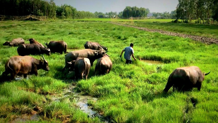 Video: Một nông dân ở Hậu Giang thu bình quân 200 triệu mỗi tháng từ nuôi trâu