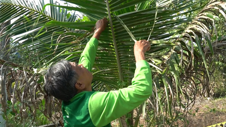 Video: Sâu 'lạ' đi đến đâu, dừa Bến Tre cháy khô, nông dân chỉ còn cách đốn bỏ