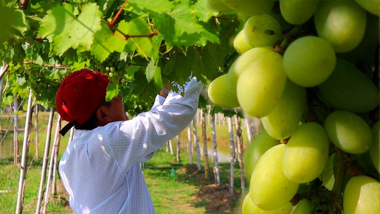 Góc nhìn trưa nay | Nông dân trồng giống nho ba màu trên đất phù sa Hồng Ngự