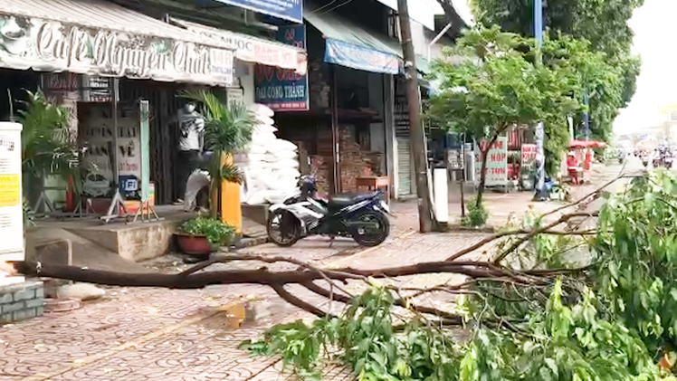 Video: Vừa mở cửa, chủ quán cà phê ở quận 12 bị cành cây lớn rớt trúng người