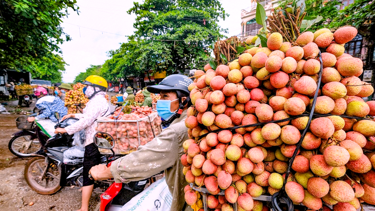 Video: Bắc Giang 'vòng vây ba lớp' bảo vệ 15.000 ha vải thiều Lục Ngạn đang vào mùa thu hoạch