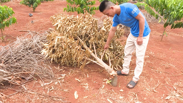 Video: Làm rõ vụ chặt phá cây trồng để ‘trả thù' chủ vườn