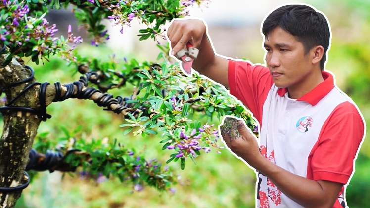 Góc nhìn trưa nay | “Hái ra tiền” từ dịch vụ trồng, chăm sóc cây cảnh dịp Tết