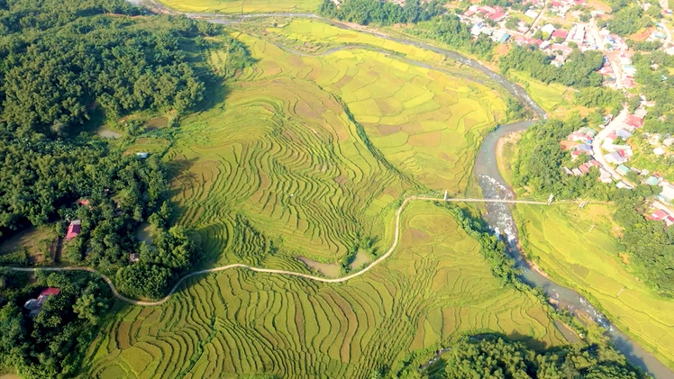 Video: 'Đã mắt' ngắm ruộng bậc thang mùa lúa chín ở Thanh Hóa