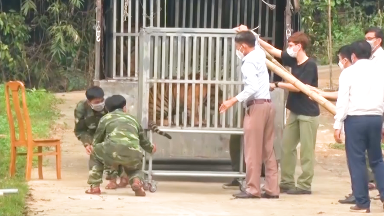 Video: Cận cảnh 7 cá thể hổ Đông Dương được nuôi trong vườn Quốc gia Phong Nha - Kẻ Bàng