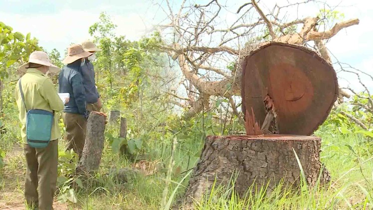 Video: Khởi tố vụ án để điều tra 'vụ phá rừng đặc biệt nghiêm trọng' ở Đắk Lắk