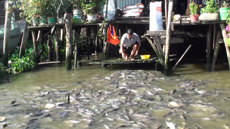 Video: Vợ chồng người đưa đò để dành tiền mua gạo 'cưu mang' đàn cá nơi bến sông