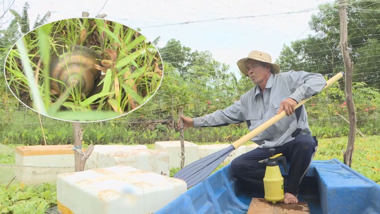 Góc nhìn trưa nay | Lão nông miền Tây thu nhập hơn 300 triệu đồng mỗi năm nhờ nuôi ốc bươu đen