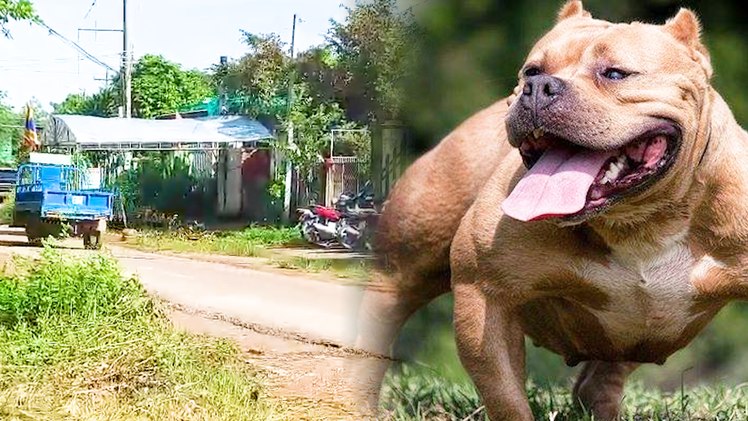 Video: Chó Pitbull cắn một bé trai 8 tuổi tử vong ở Bình Phước