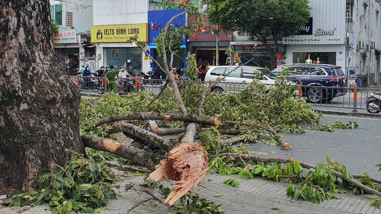 Video: Cây gãy nhánh rơi đè 3 người ở TP.HCM