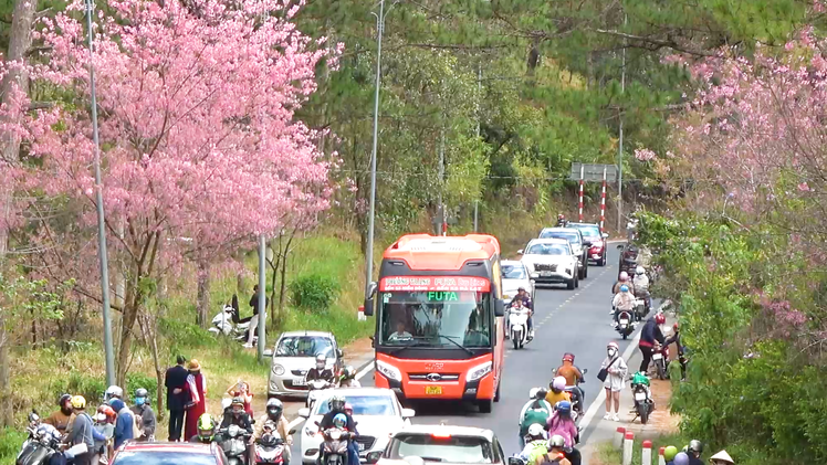 Hoa anh đào nở rực ven đường, Đà Lạt nhộn nhịp du khách