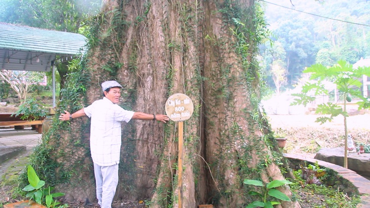 Video: Du khách đến Phú Quốc chiêm ngưỡng 'cụ' cây Kơ Nia 800 tuổi