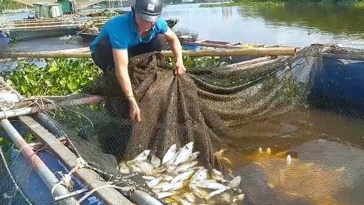 Cá nuôi lồng bè của hàng chục hộ dân bất ngờ chết hàng loạt