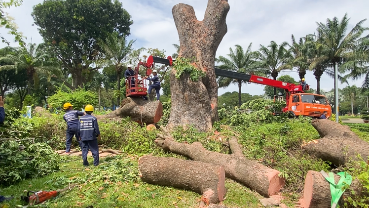 Vì sao cây cổ thụ hơn 100 tuổi trong công viên Gia Định bị đốn hạ?