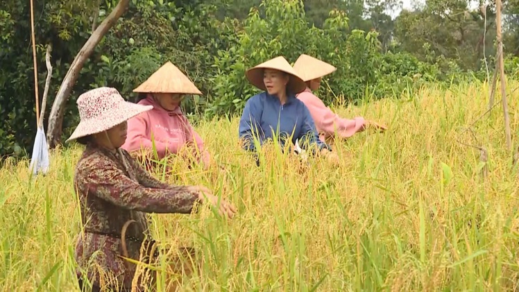 Góc nhìn trưa nay|  Gìn giữ ‘hạt ngọc’ của đại ngàn