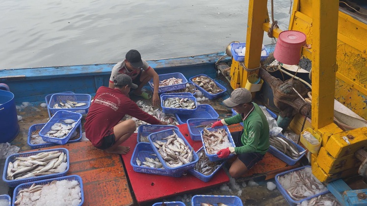 Góc nhìn trưa nay | Miền Trung thưa dần những chuyến tàu đầy ắp ‘lộc biển’