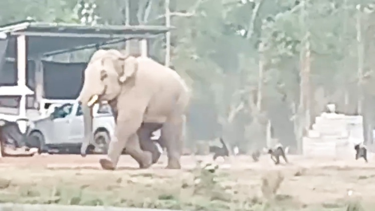 Video: Voi rừng mò vào làng kiếm ăn, bị chó rượt chạy 'té khói'