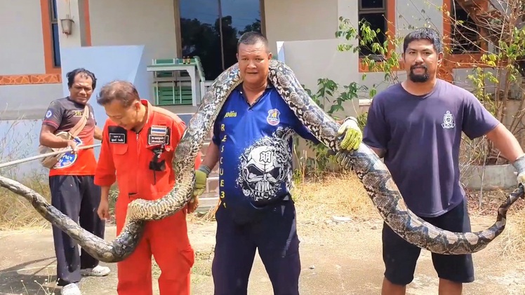 Video: Bắt con trăn dài hơn 5m trốn dưới nền nhà người dân cả tháng