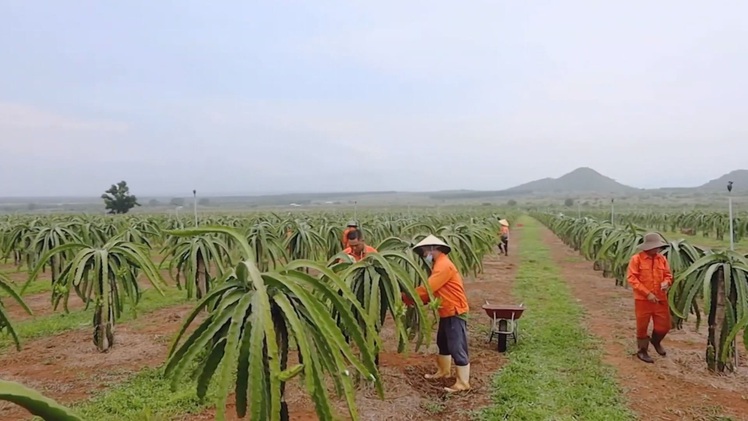 Chuyển động thị trường | Xuất khẩu trái cây Việt Nam - Tìm đường khẳng định