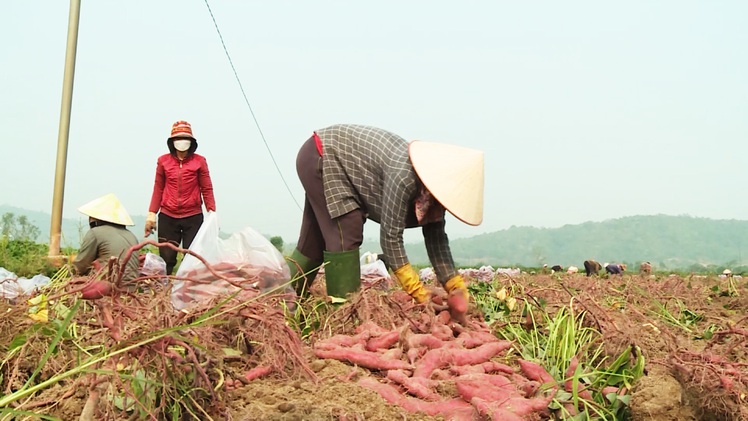 Góc nhìn trưa nay | Nông dân đẩy mạnh sản xuất khoai lang xuất khẩu