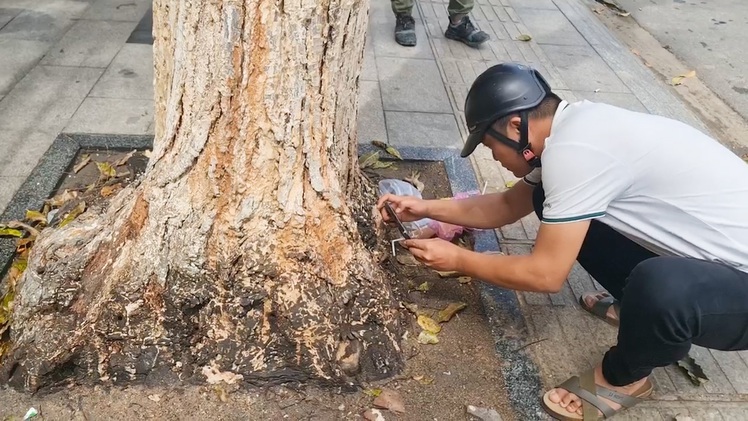 Điều tra vụ cây sao đen nghi bị khoan lỗ, đổ chất độc ở Quảng Ngãi