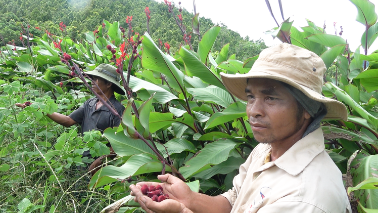 Vùng đất 'chó ăn đá, gà ăn sỏi' dần hồi sinh nhờ trồng cây thuốc quý