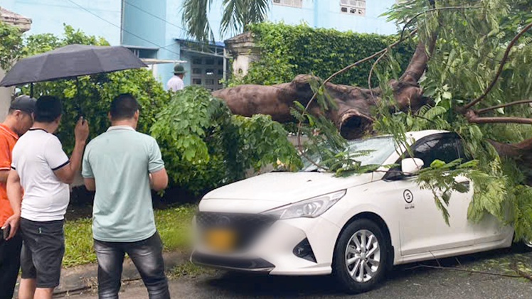 Ô tô đậu ngoài đường ở quận 12, bị cây phượng trong trường tiểu học đè trúng