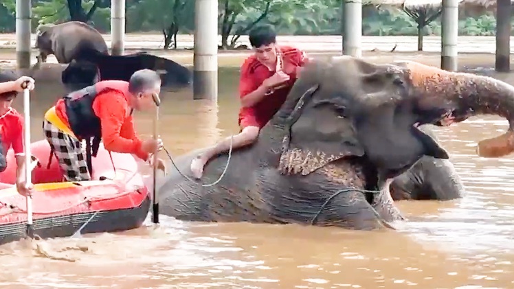 Sơ tán nhiều con voi bị mù trong trận lụt chưa từng có ở Thái Lan