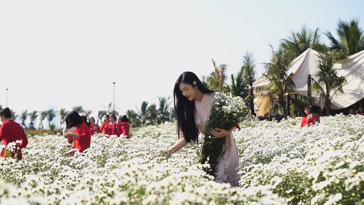 Góc nhìn trưa nay | Thiếu nữ Hà thành khoe dáng bên cánh đồng cúc họa mi