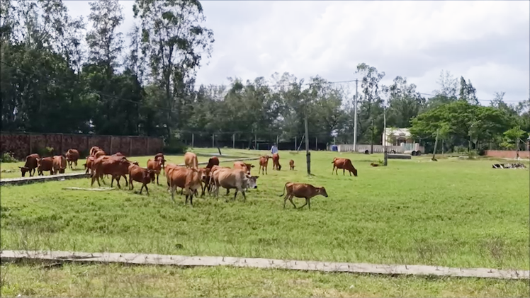 Ba dự án vụ tranh chấp bất động sản lớn ở Quảng Nam thành nơi chăn thả bò