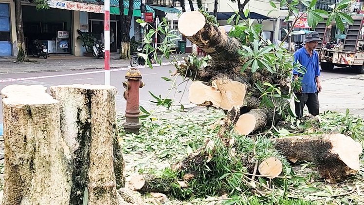 Vì sao đốn hạ hàng cây hoa sữa lớn ở trung tâm TP Quảng Ngãi?