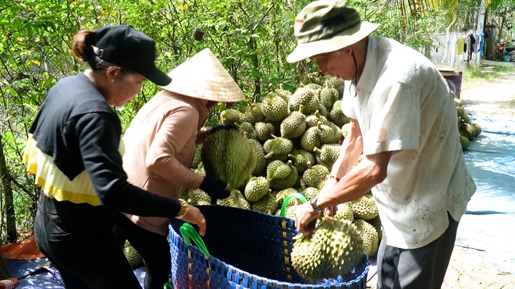 Giá sầu riêng tại vườn chạm mốc 200.000 đồng/kg ngay đầu năm mới