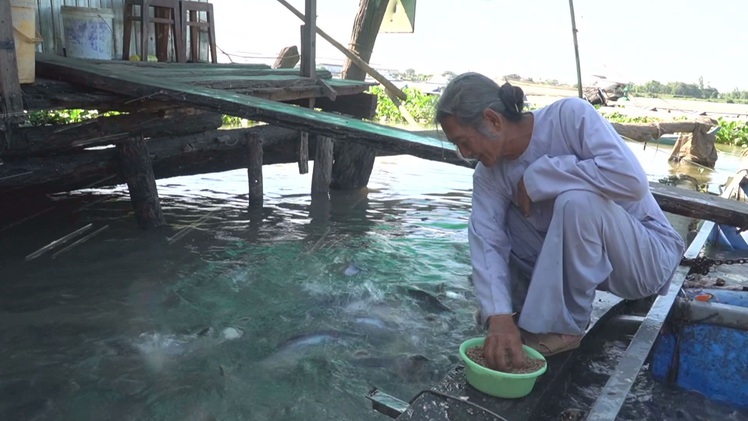 Góc nhìn trưa nay: Đàn cá của ông Út sông Vàm Nao