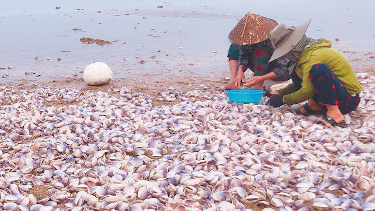 Ngao tím dạt đầy bờ biển, người dân và du khách rủ nhau nhặt