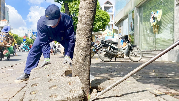 Phá bê tông vây chặt gốc, 'giải cứu' cây xanh ở quận Gò Vấp