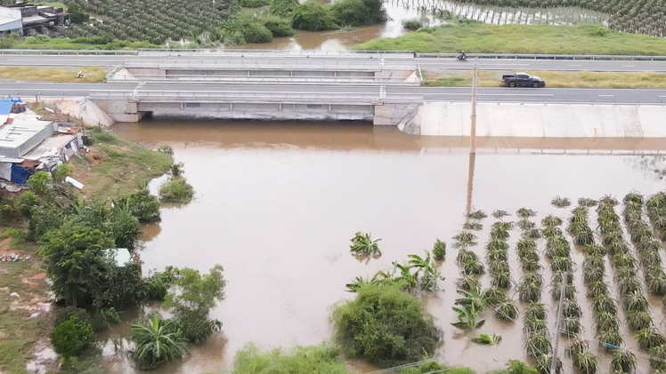 Ngập ở Bình Thuận: Vườn thanh long thiệt hại nặng, cuộc sống người dân đảo lộn