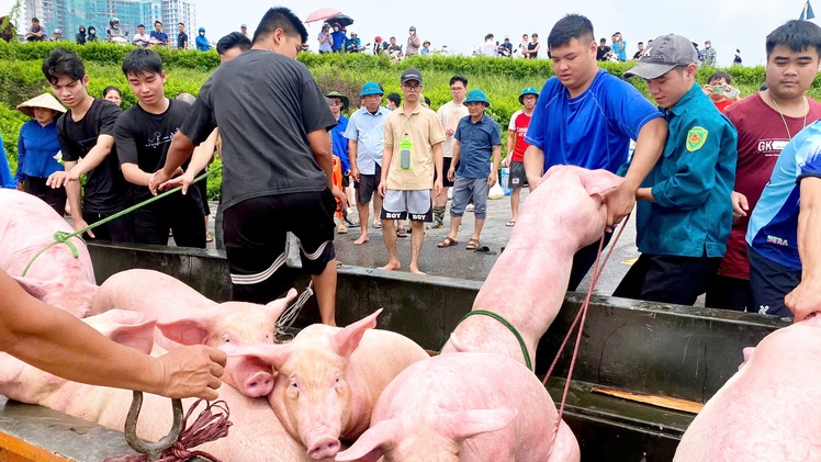 Hàng chục ngàn con heo, gà bị ảnh hưởng do mưa lũ, người dân mất cả gia tài