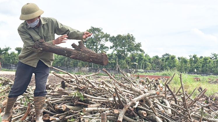 Nông dân bán củi tạp thu tiền triệu ở Đắk Lắk