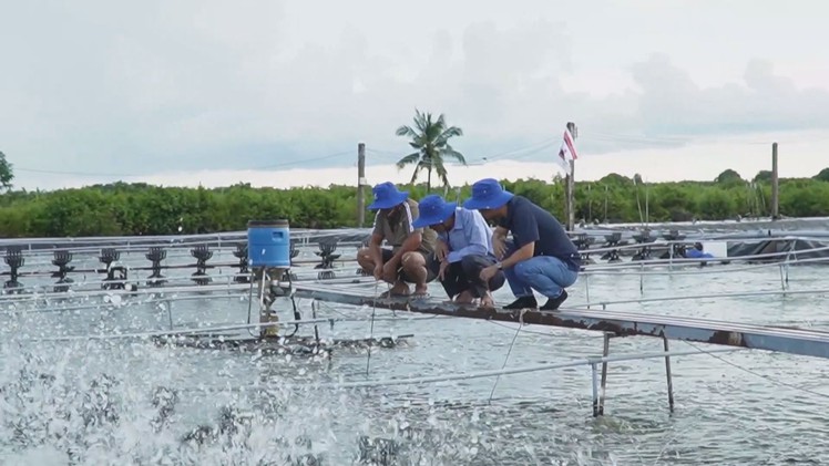 Góc nhìn trưa nay: Độc lạ mô hình nuôi tôm công nghiệp không xả thải ở Cà Mau