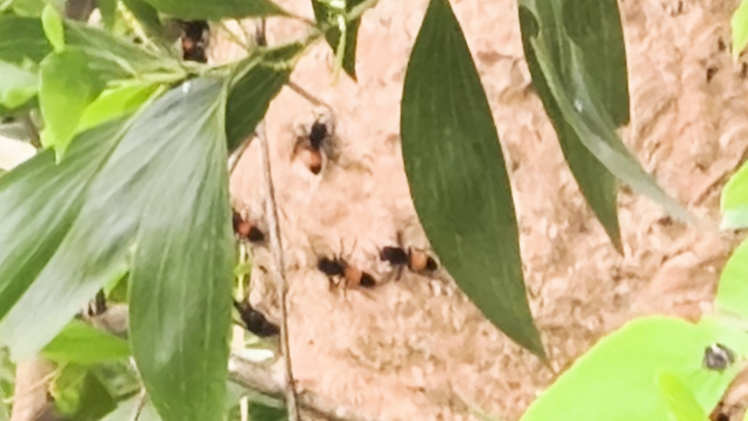 Cận cảnh tổ ong vò vẽ 'khủng' xuất hiện gần trường học ở TP.HCM