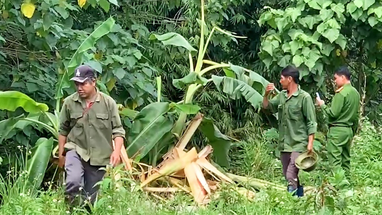 Điều tra vụ người đàn ông hái măng chết ở bìa rừng, bên cạnh có dấu chân voi