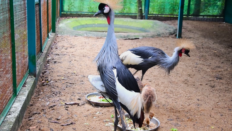 Thảo cầm viên Sài Gòn ấp nở thành công sếu vương miện châu Phi